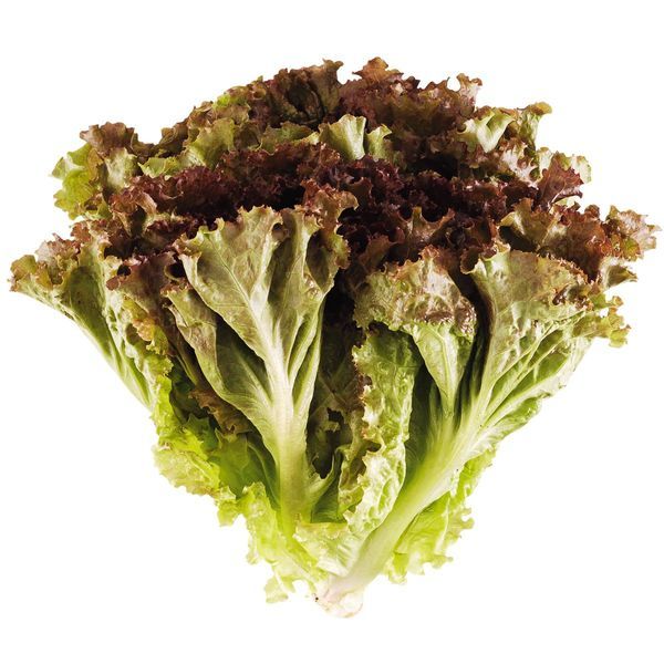 Alface roxa